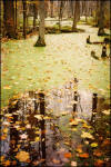 Drifting Leaves by Andre Danis