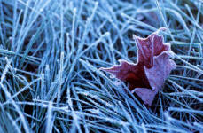 Truly Canadian by Robert vanWaareden